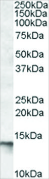 Anti-C1D antibody produced in goat