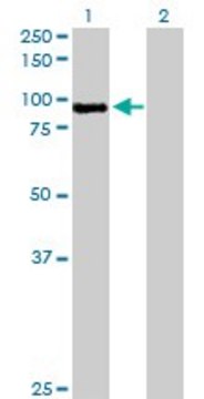 Anti-MST1 antibody produced in rabbit