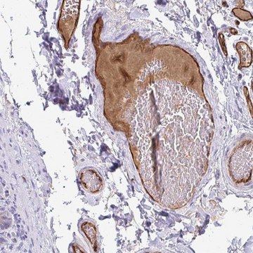 Anti-ADIPOQ antibody produced in rabbit