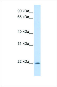 Anti-C2ORF28 antibody produced in rabbit
