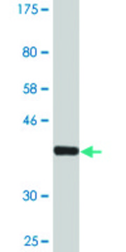 Monoclonal Anti-DTYMK antibody produced in