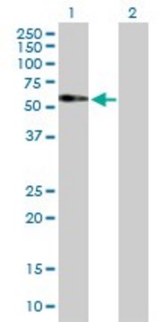 Anti-FAM98A antibody produced in mouse