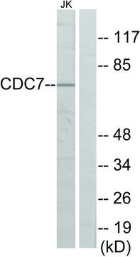 Anti-CDC7 antibody produced in rabbit