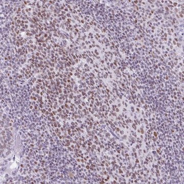 Anti-FAM122A antibody produced in rabbit