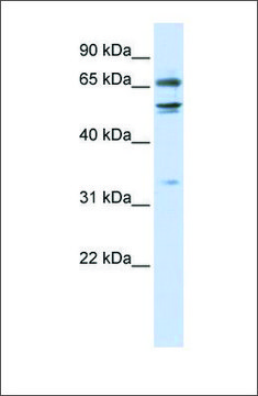 Anti-MED26 (ab2) antibody produced in