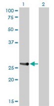Monoclonal Anti-HOXA7 antibody produced in