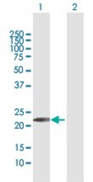 Anti-GINS1 antibody produced in rabbit