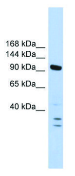 Anti-PBRM1 (N-terminal) antibody produced in