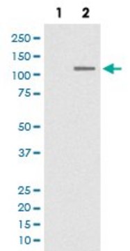 Monoclonal Anti-SIRT1 (phospho S47) antibody