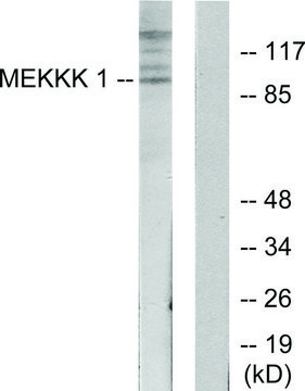 Anti-MEKKK 1 antibody produced in