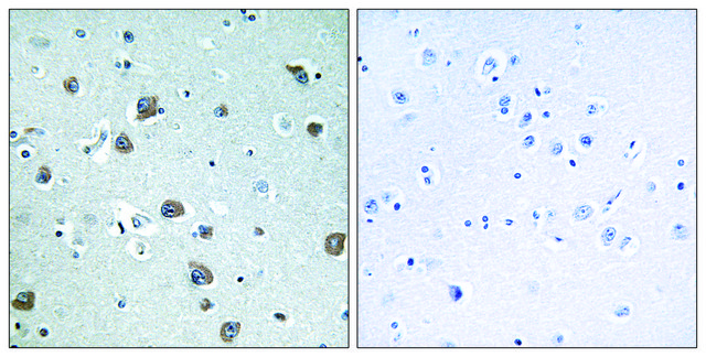 Anti-GNAL antibody produced in rabbit