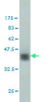 ANTI-ZNF41 antibody produced in mouse