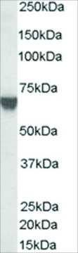 Anti-TOM1L2 antibody produced in goat