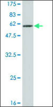 Monoclonal Anti-MTUS1 antibody produced in