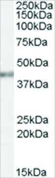 Anti-PCBP4 antibody produced in goat