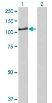Anti-DIP2A antibody produced in rabbit