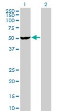 Anti-VRK2 antibody produced in rabbit