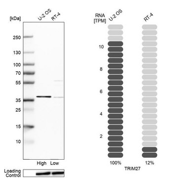 Anti-TRIM27 antibody produced in rabbit