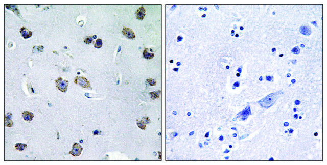 Anti-MIPT3 antibody produced in rabbit