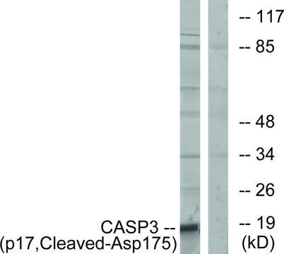 Anti-CASP3 (p17, Cleaved-Asp¹??) antibody produced