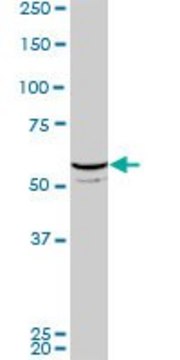 ANTI-FLI1 antibody produced in mouse