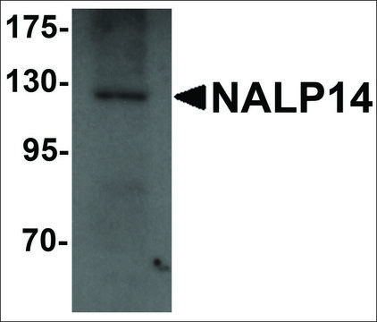 Anti-NALP14 antibody produced in rabbit