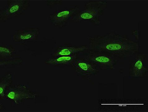 Anti-PAX2 antibody produced in rabbit