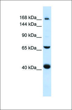 Anti-ABCC9 antibody produced in rabbit