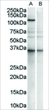 Anti-PUM2 antibody produced in goat