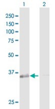 Anti-GALE antibody produced in rabbit