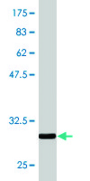 Monoclonal Anti-ZDHHC8 antibody produced in