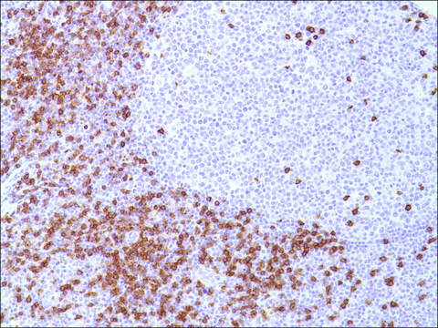 Anti-CD8 antibody, Rabbit monoclonal