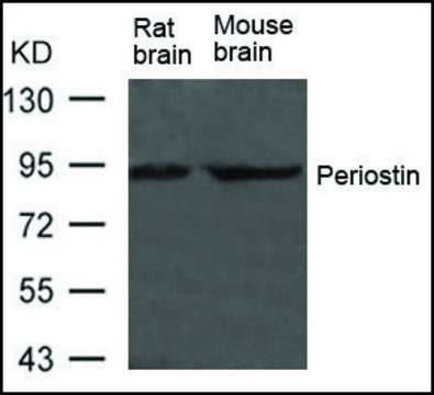 Anti-Postn antibody produced in rabbit