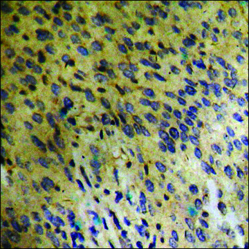 Anti-phospho-FGFR1 (pTyr???) antibody produced in