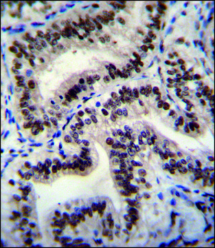 ANTI-HNRNPCL1 (C-TERM) antibody produced in