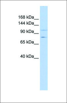 Anti-PTPRH antibody produced in rabbit