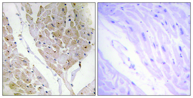 Anti-LEG2 antibody produced in rabbit