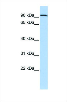 Anti-AHRR antibody produced in rabbit