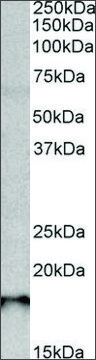 Anti-Sap30L (C-terminal) antibody produced in