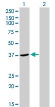 Monoclonal Anti-ADH4 antibody produced in