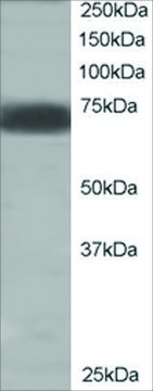 Anti-SHP2/PTPN11 antibody produced in goat