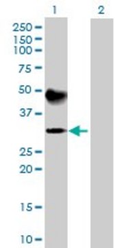Anti-ATP4B antibody produced in mouse