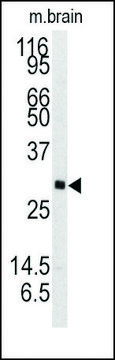 Anti-NTF3 (C-term) antibody produced in