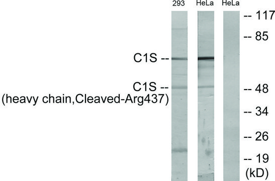 Anti-C1S (heavy chain, Cleaved-Arg?³?) antibody