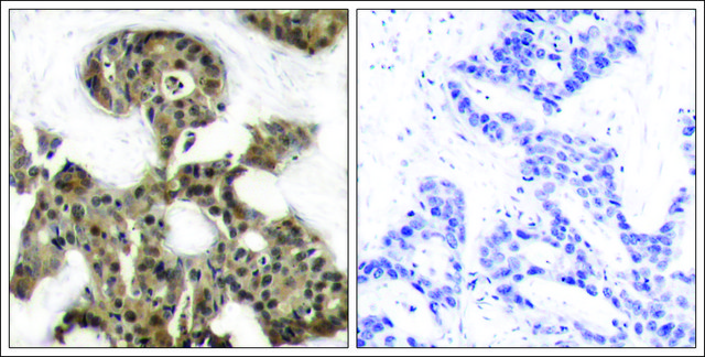 Anti-EIF4EBP1 (Ab-45) antibody produced in