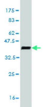 Monoclonal Anti-SCAP1, (N-terminal) antibody produced