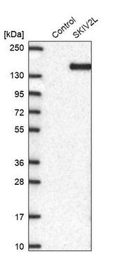 Anti-SKIV2L antibody produced in rabbit