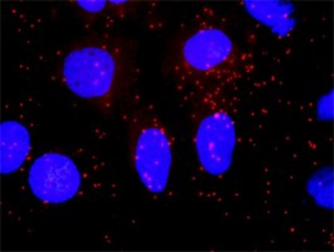 ANTI-SMAD4 antibody produced in mouse