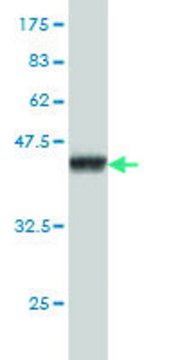 Monoclonal Anti-SH3BP4 antibody produced in