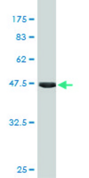 Monoclonal Anti-FGF21 antibody produced in
